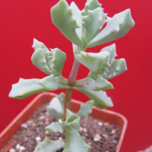 Oscularia   deltoides