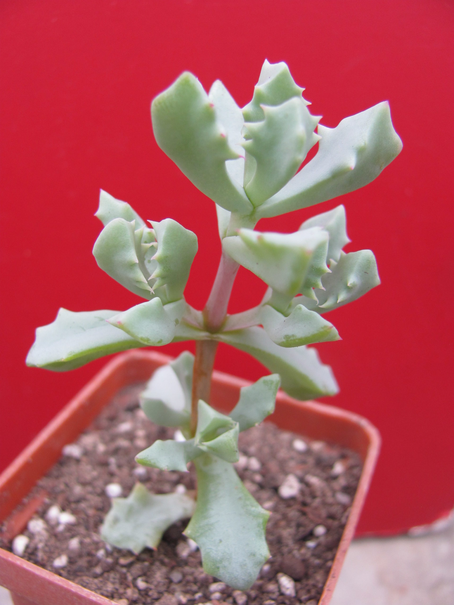 Oscularia   deltoides