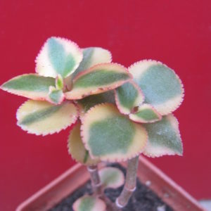Crassula sarmentosa  *Comet*