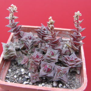 Crassula   corymbulosa