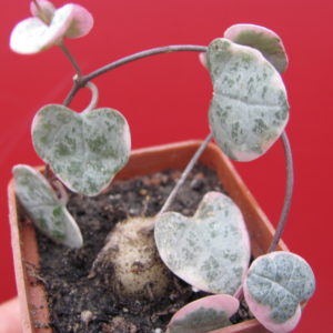 Ceropegia  woodii  variegata