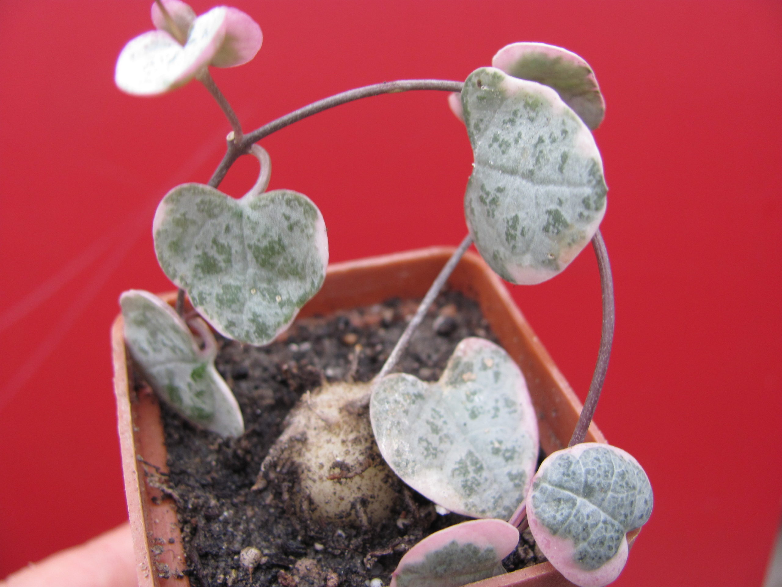 Ceropegia  woodii  variegata