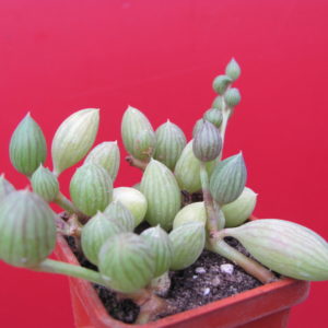 Senecio herreianus