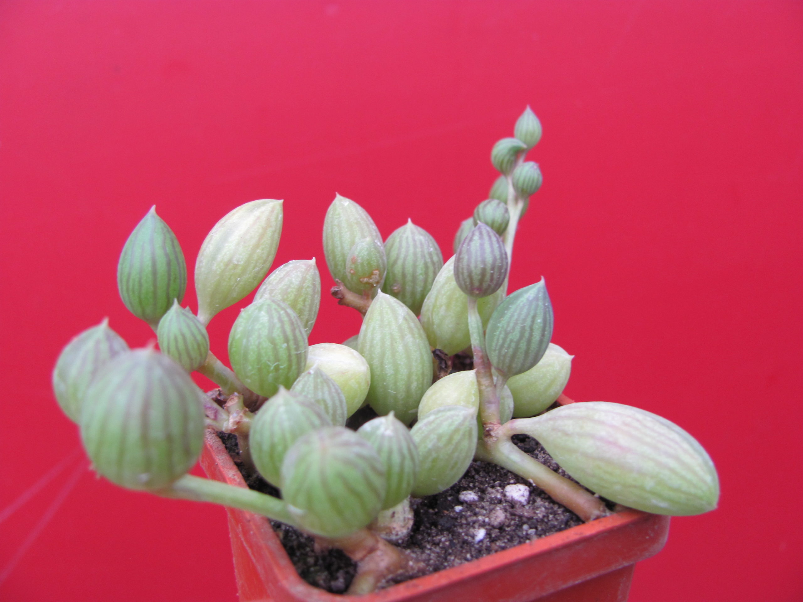 Senecio herreianus
