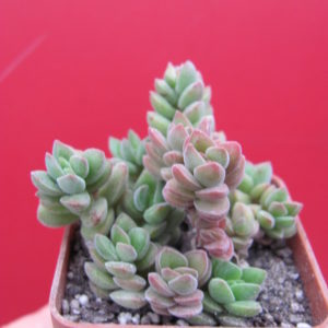 Crassula  velutina