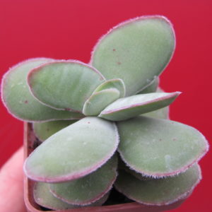 Crassula  cotyledonis