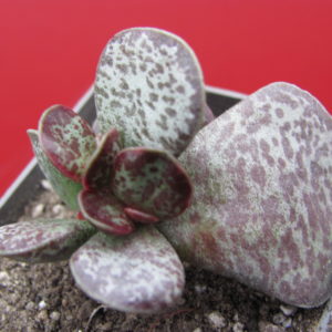 Adromischus    rupicola