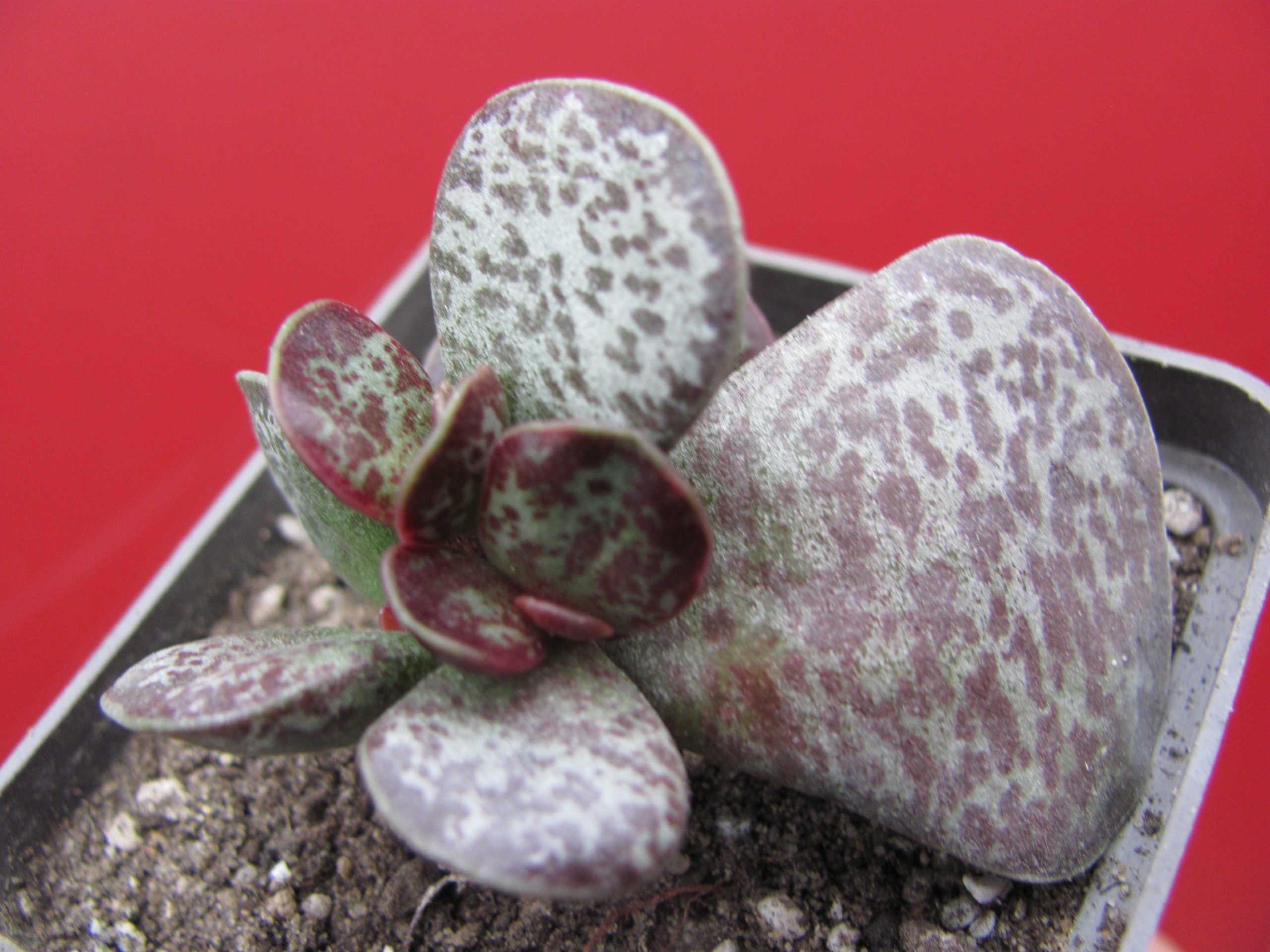 Adromischus    rupicola