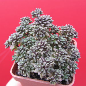 Monanthes   subcrassicaulis