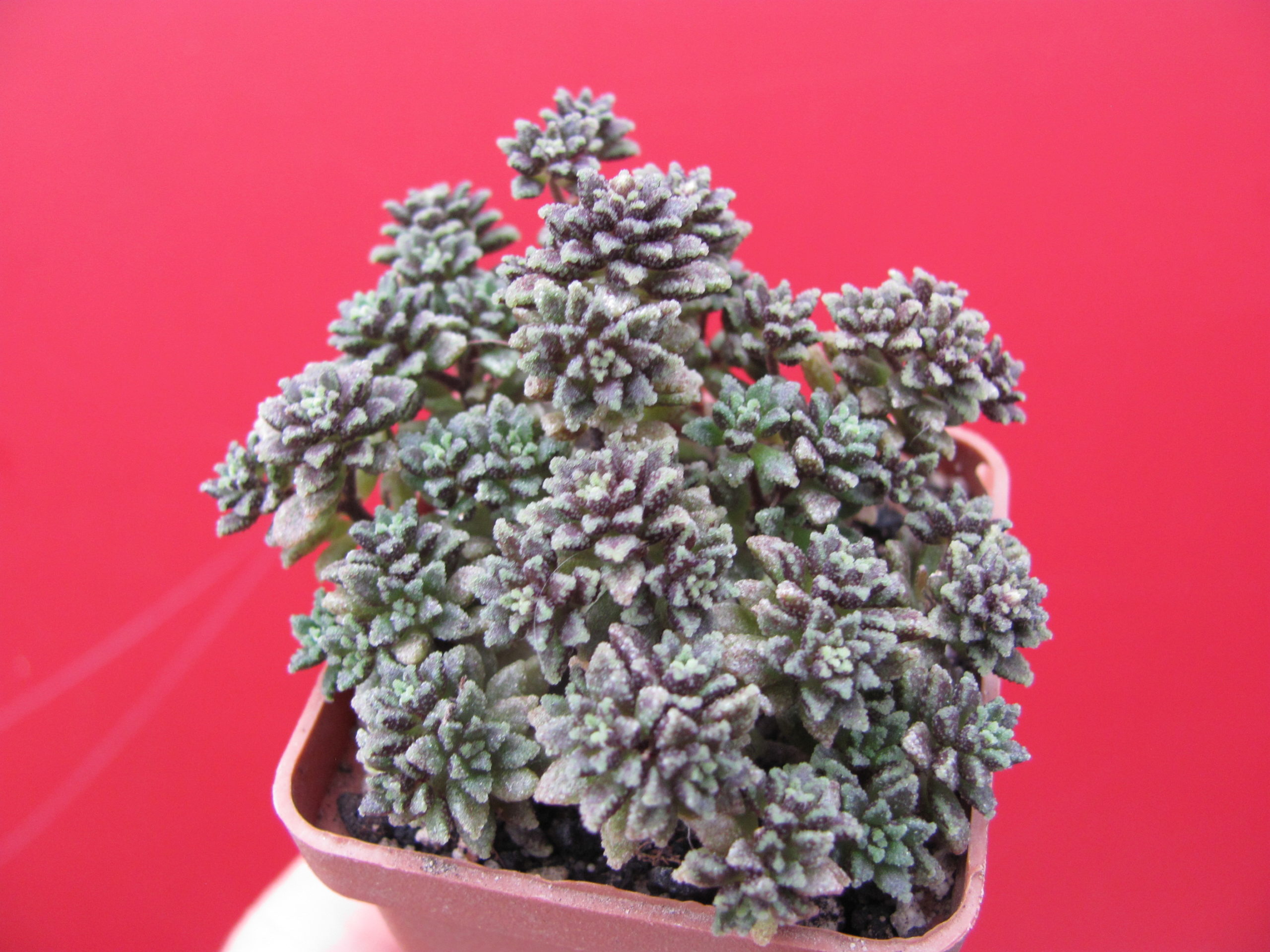 Monanthes   subcrassicaulis