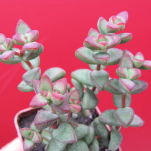 Crassula    laginosa