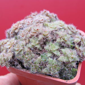 Echeveria   setulosa