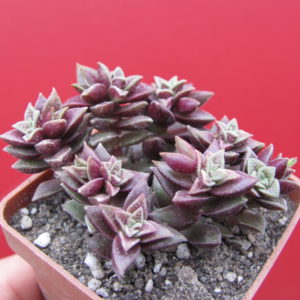 Crassula    hybr.