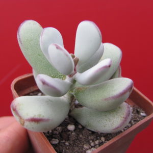 Cotyledon   orbiculata   Oophylla