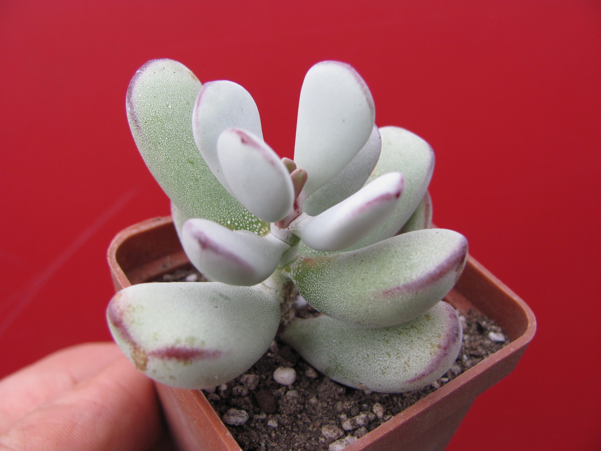 Cotyledon   orbiculata   Oophylla