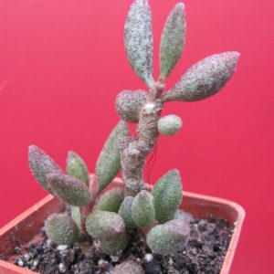 Adromischus   marianiae    Plapp