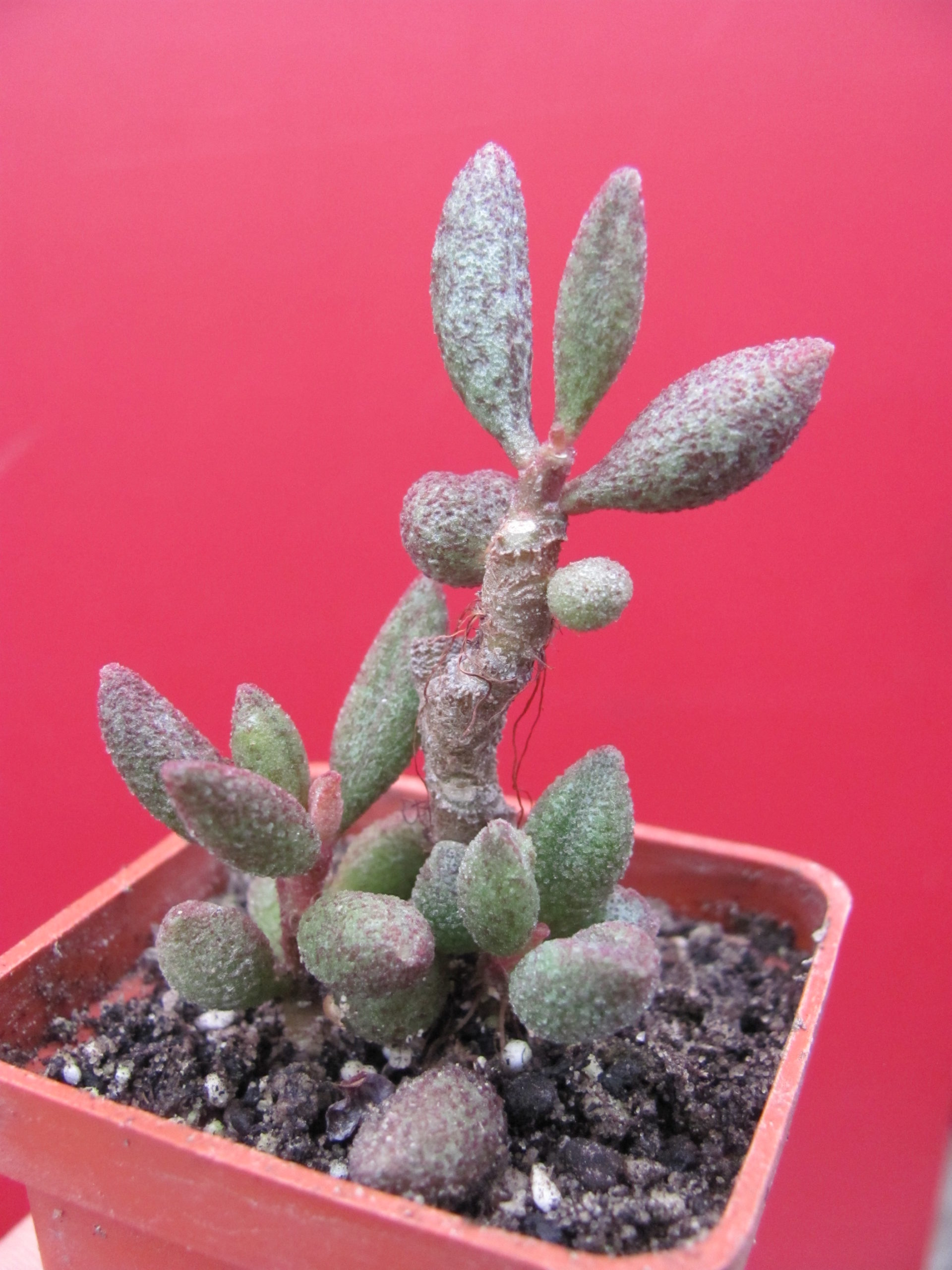 Adromischus   marianiae    Plapp