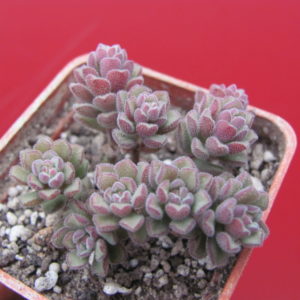 Sedum   versadense