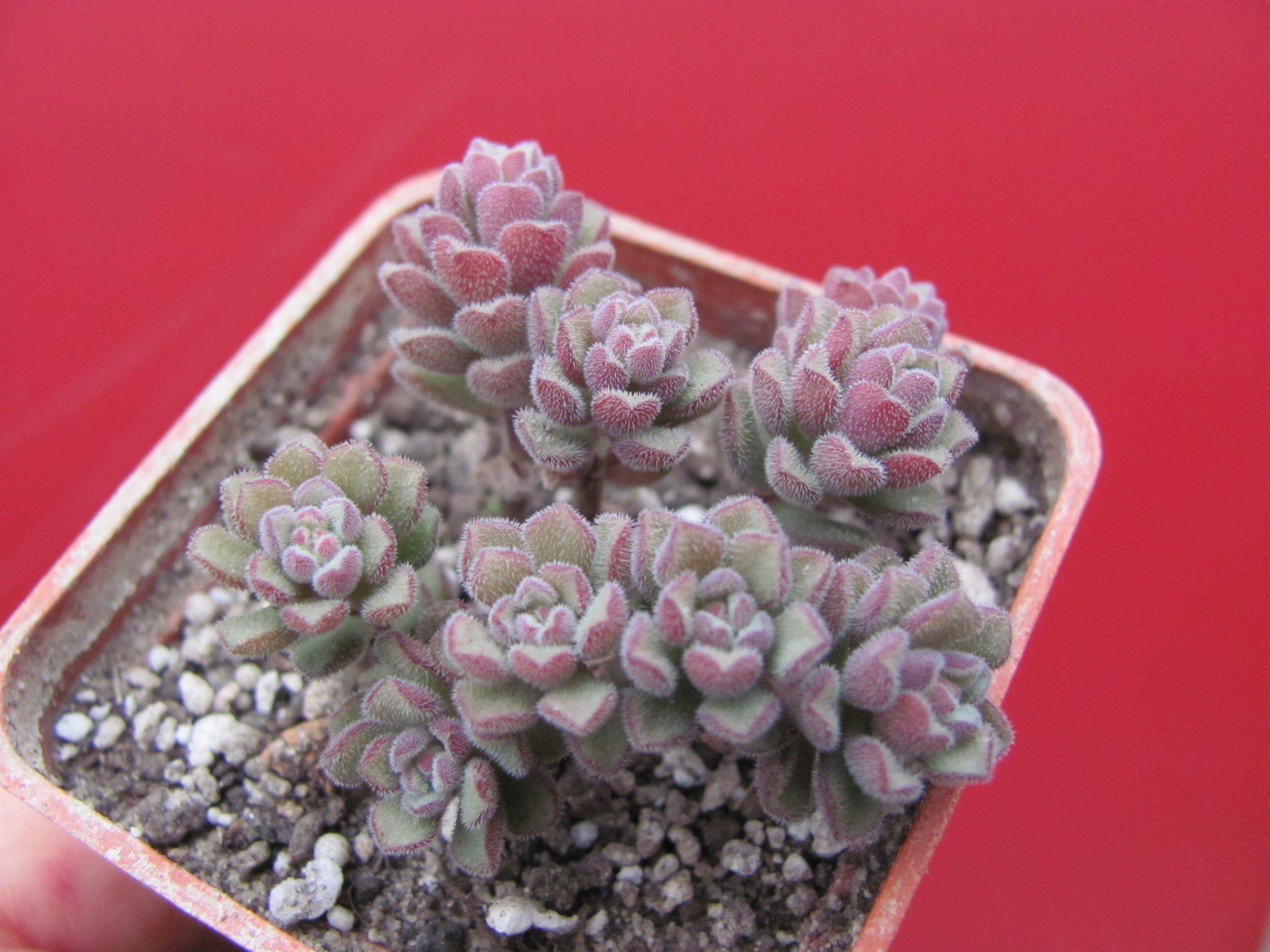 Sedum   versadense