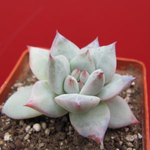 Echeveria    Blue Bird