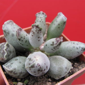 Adromischus   *Silver Tubes*