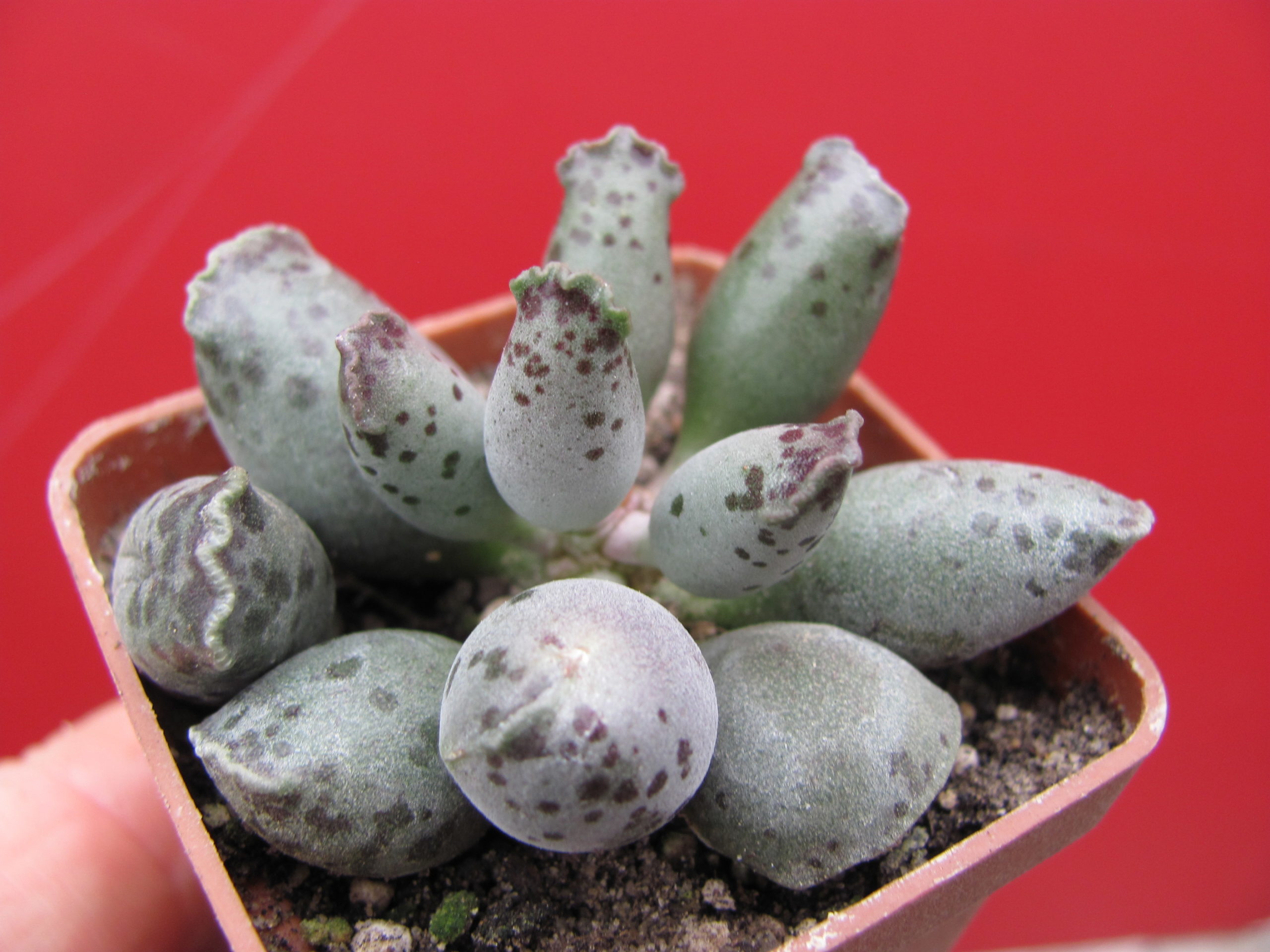 Adromischus   *Silver Tubes*