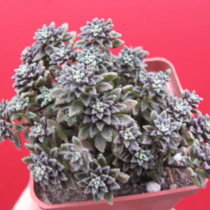 Monanthes   subcrassicaulis