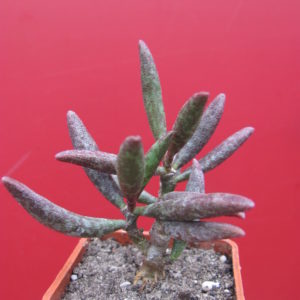 Adromischus  marianiae    *antidorcatum*