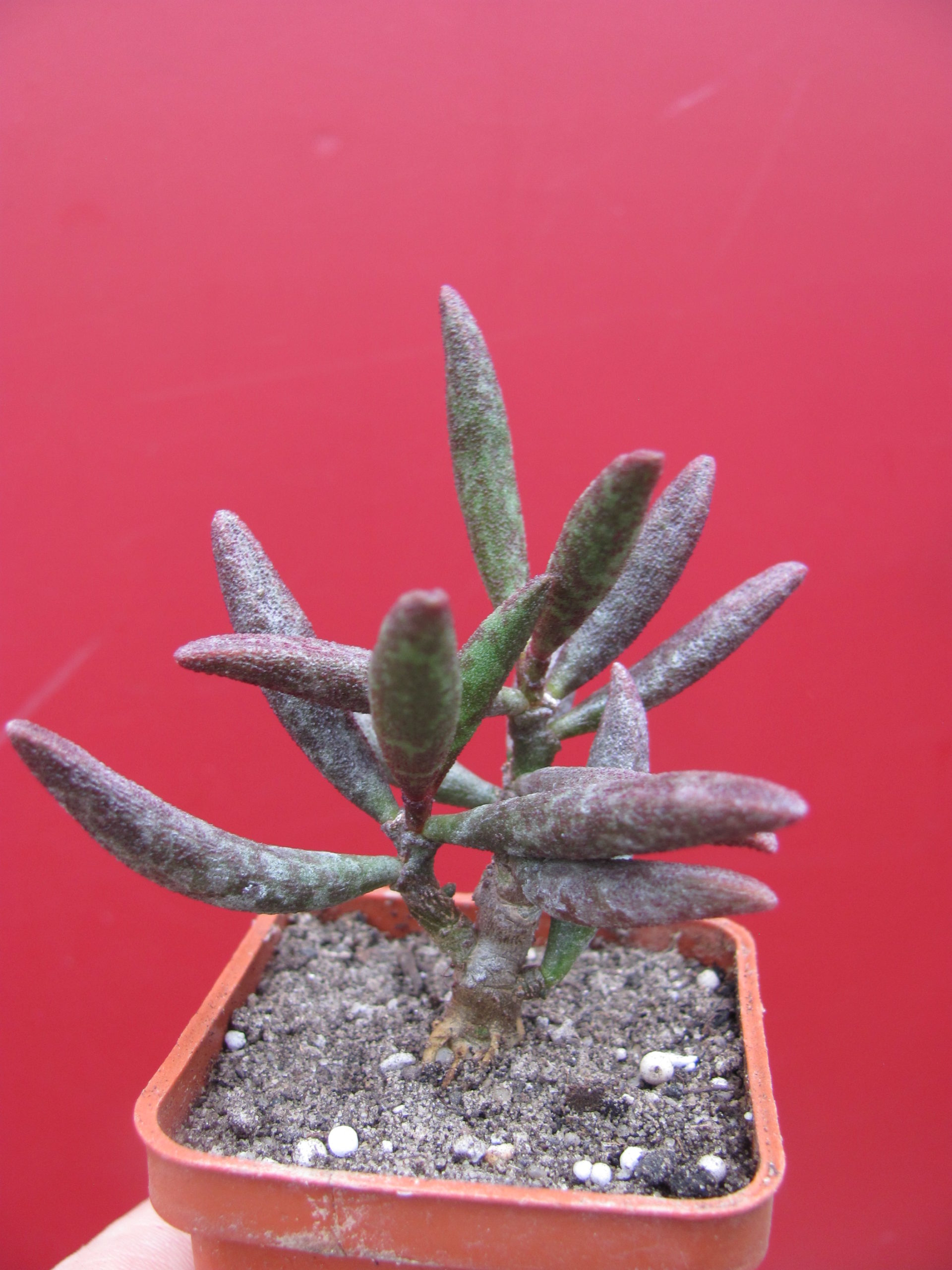 Adromischus  marianiae    *antidorcatum*