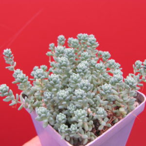 Sedum dasyphyllum    *Major*