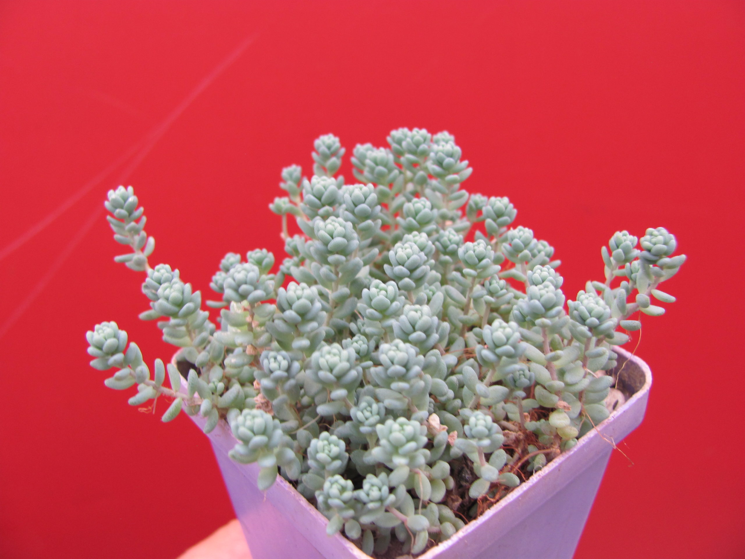 Sedum dasyphyllum    *Major*