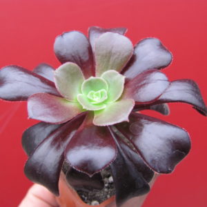 Aeonium   Velour