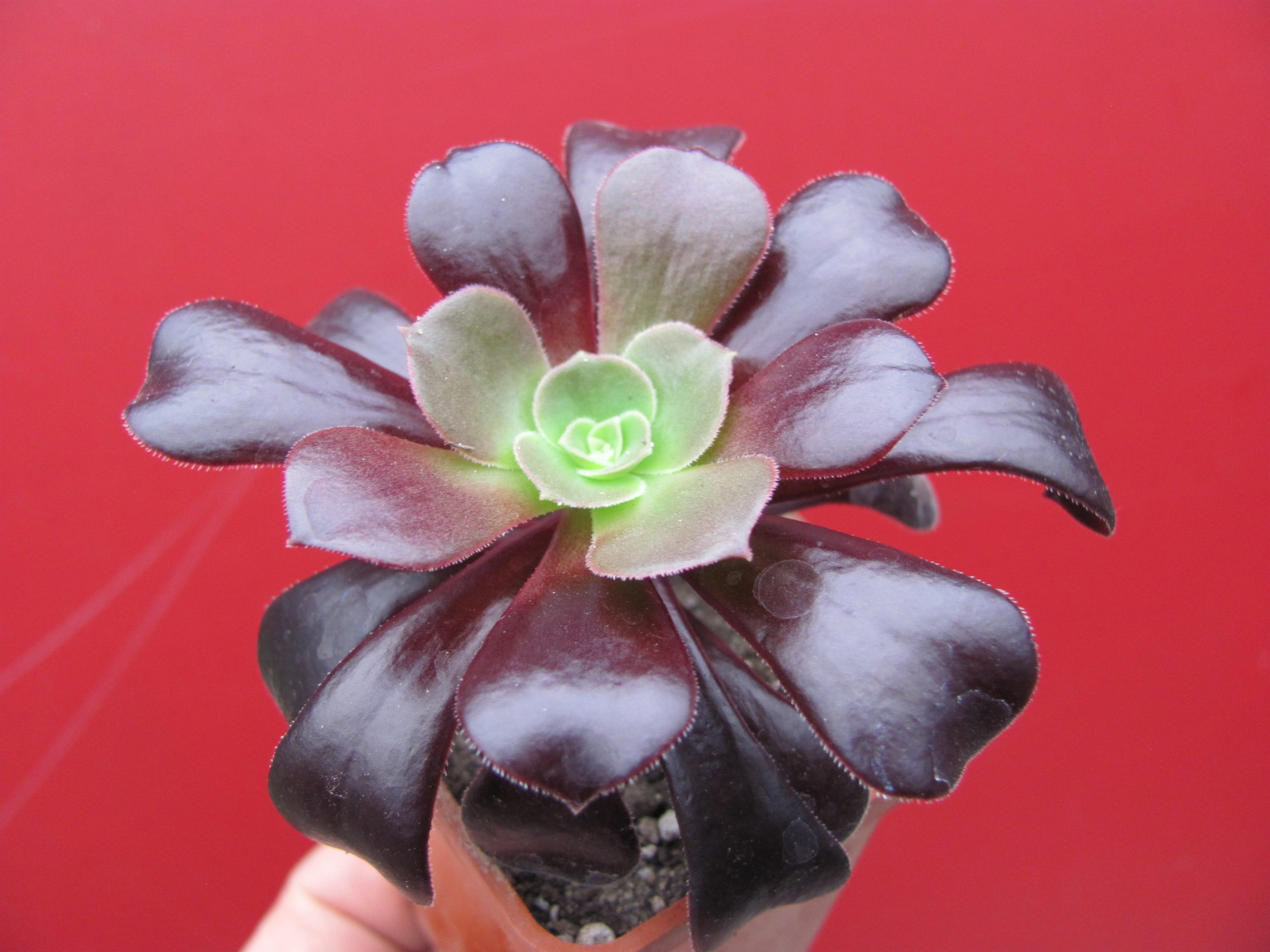 Aeonium   Velour
