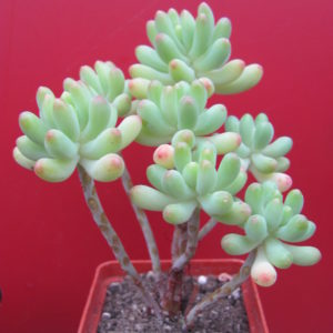Sedum  pachyphyllum