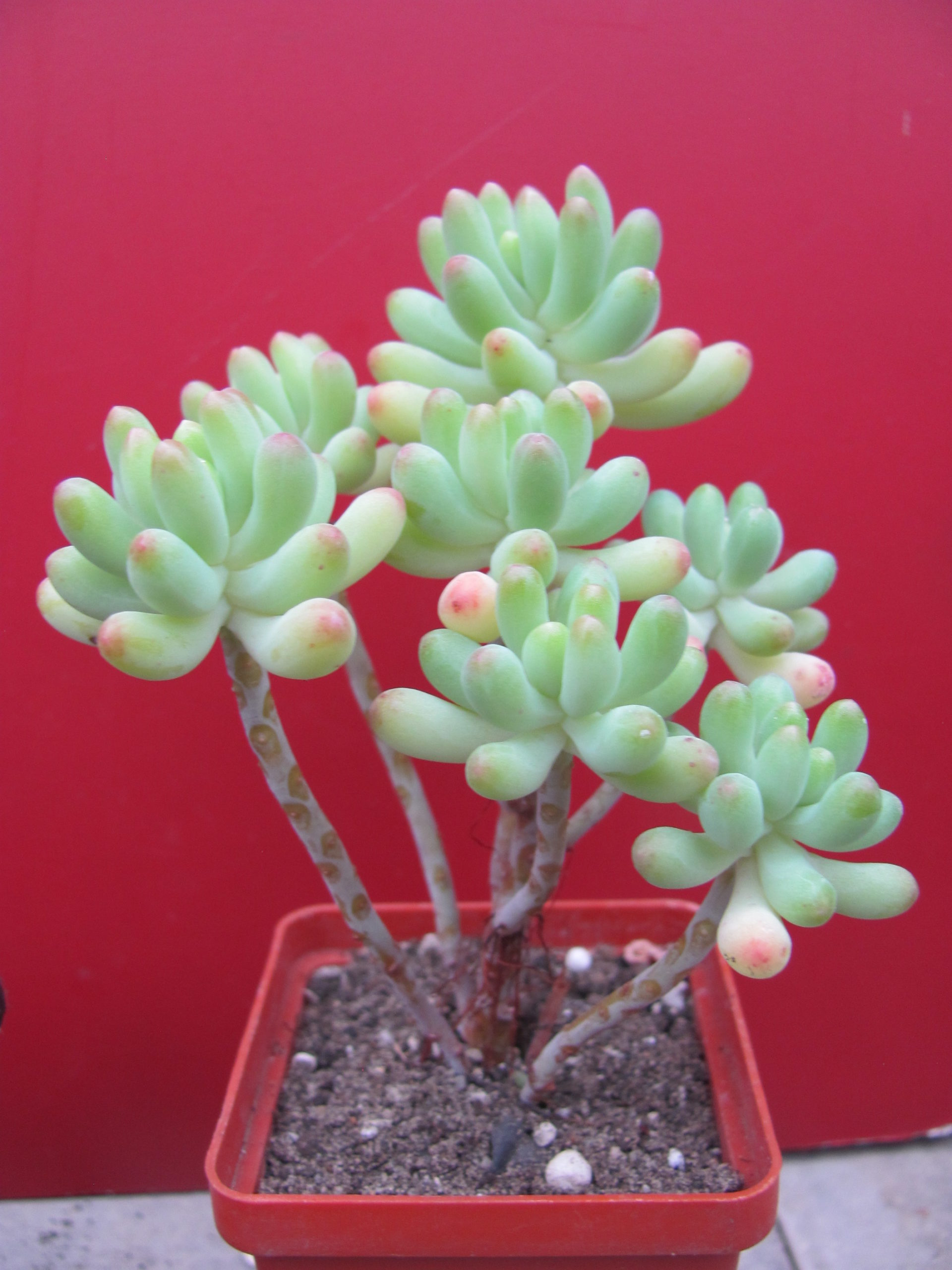 Sedum  pachyphyllum