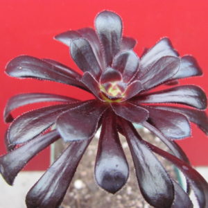 Aeonium schwarzkopf