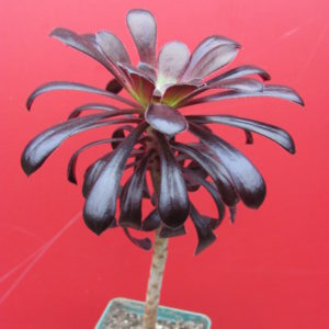 Aeonium   schwarzkopf