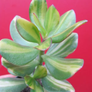 Crassula  Solana