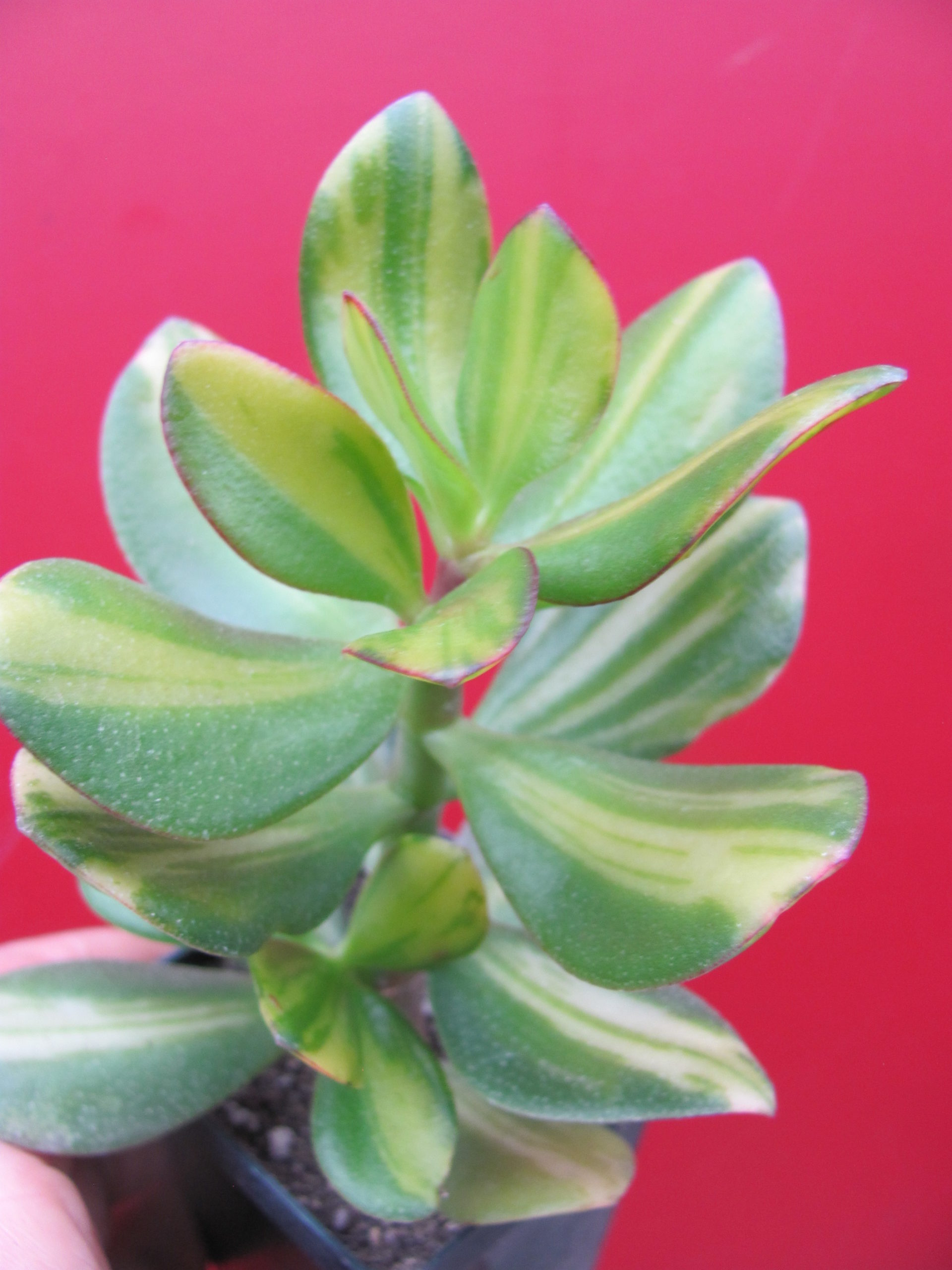 Crassula Solana