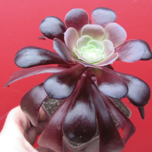 Aeonium  Velour