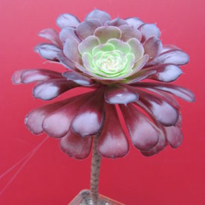 Aeonium  Velour