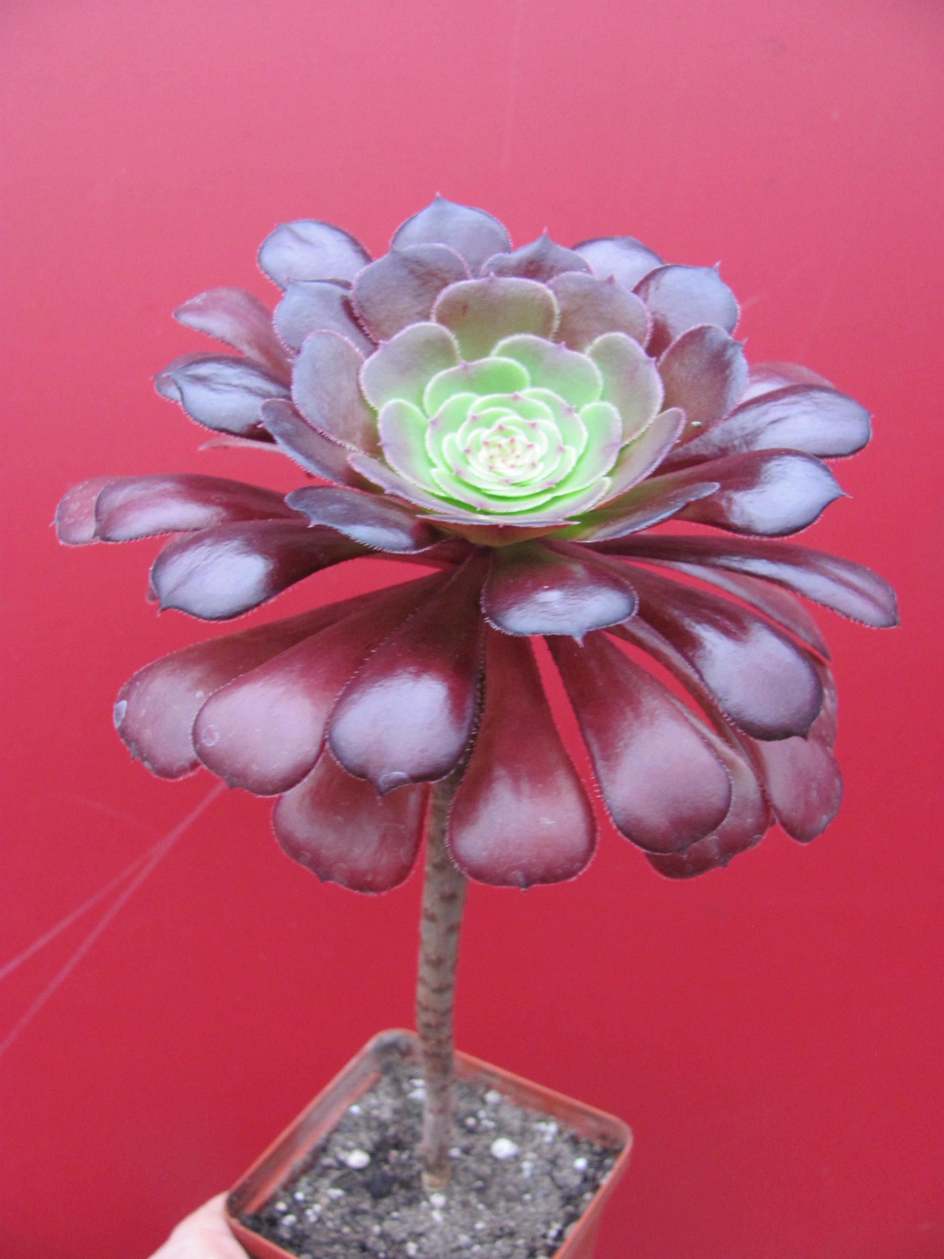 Aeonium  Velour