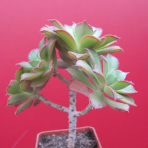Aeonium