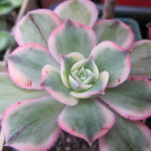 Aeonium  Sunburst  variegata