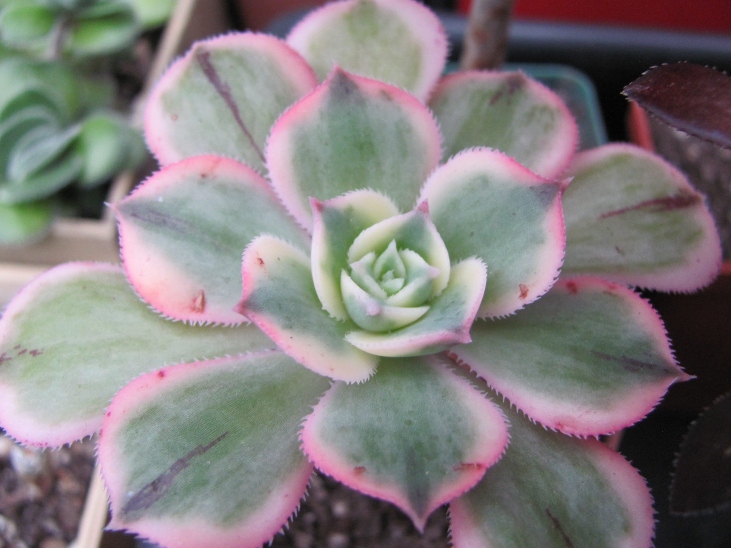 Aeonium  Sunburst  variegata