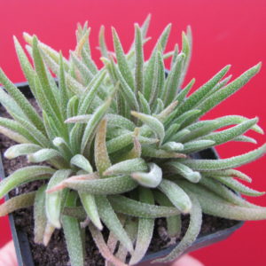 Crassula   hirta     *Mossel  Bay*