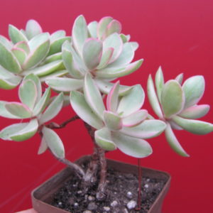 Crassula   nudicaule  variegata