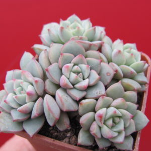 Echeveria    Panda Face