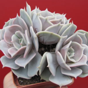 Echeveria   hybr.