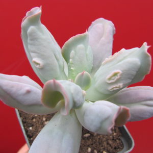 Echeveria  Culibra
